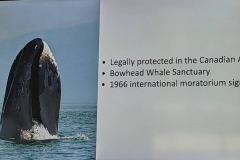 Science Info - Bowhead Whale