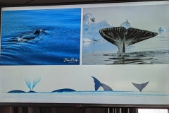 Science Info - Bowhead Whale