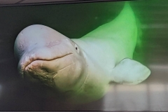 Science Info - Beluga Whale