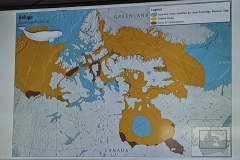 Science Info - Beluga