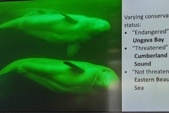 Science Info - Beluga