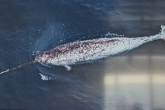 Science Info - Narwhal