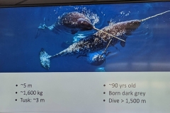 Science Info - Narwhals