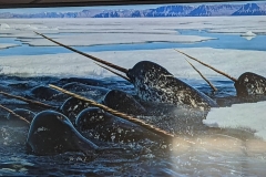 Science Info - Narwhals
