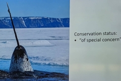 Science Info - Narwhal