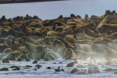 Science Info - Walruses