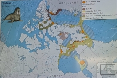 Science Info - Walrus