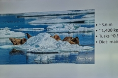 Science Info - Walrus