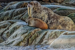 Science Info - Walruses