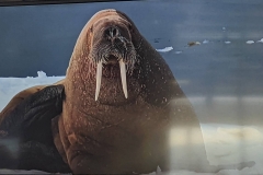 Science Info - Walrus