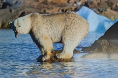 Science Info - Polar Bear