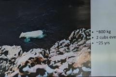 Science Info - Polar Bear