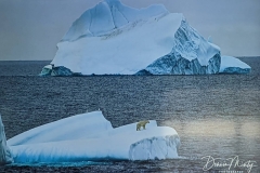 Science Info - Polar Bear