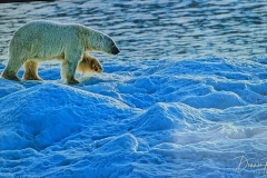 Science Info - Polar Bear