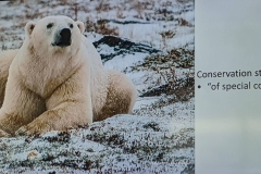 Science Info - Polar Bear