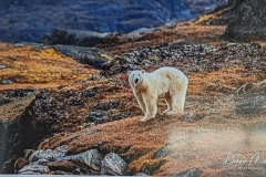 Science Info - Polar Bear