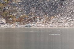 Canada, Nunavut - Baffin Island, Icy Arm Fjord - Narwhals, large tusk from a protruding canine tooth