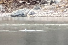 Canada, Nunavut - Baffin Island, Icy Arm Fjord - Narwhals