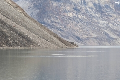 Canada, Nunavut - Baffin Island, Icy Arm Fjord - Narwhals