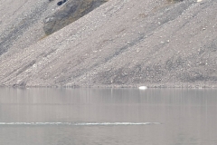 Canada, Nunavut - Baffin Island, Icy Arm Fjord - Narwhals