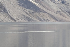 Canada, Nunavut - Baffin Island, Icy Arm Fjord - Narwhals