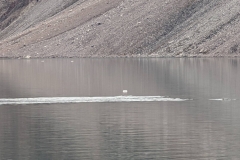 Canada, Nunavut - Baffin Island, Icy Arm Fjord - Narwhals