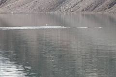 Canada, Nunavut - Baffin Island, Icy Arm Fjord - Narwhals