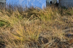 Nunavut, Pond Inlet - Sled Dog