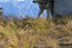 Nunavut, Pond Inlet - Sled Dog