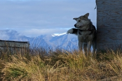 Nunavut, Pond Inlet - Sled Dog