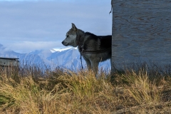 Nunavut, Pond Inlet - Sled Dog