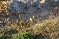 Nunavut, Mitimattalik (Pond Inlet) - Arctic Poppy