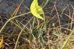 Nunavut, Mitimattalik (Pond Inlet) - Arctic Poppy