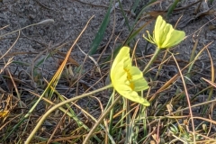 Nunavut, Mitimattalik (Pond Inlet) - Arctic Poppy