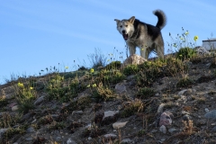 Nunavut, Mitimattalik (Pond Inlet) - Sled Dog & Arctic  Poppy