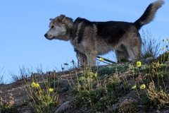 Nunavut, Mitimattalik (Pond Inlet)- Arctic Poppy & Sled Dog