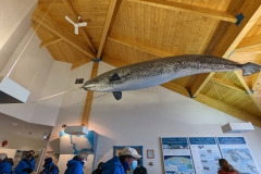 Nunavut, Mitimattalik (Pond Inlet) - Visitor Centre,  Narwhal