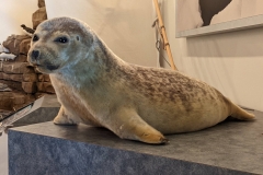 Nunavut, Mitimattalik (Pond Inlet) - Visitor Centre -  Seal