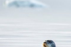 Remixer’s Pic of a Seal