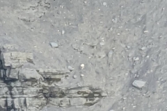 Nunavut, Lancaster Sound - Polar Bear