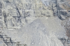 Nunavut, Lancaster Sound - Polar Bear