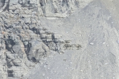 Nunavut, Lancaster Sound - Polar Bear