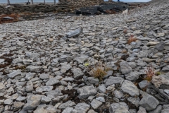 Nunavut, Beechey Island - Northumberland House