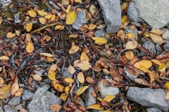 Nunavut, Beechey Island - Northumberland House - Rocks & Leaves