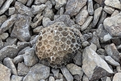 Colonial Coral
