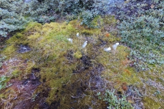 Greenland, Assaqutaq - White cottongrass plant used to light Qulliqcttongr
