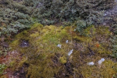 Greenland, Assaqutaq -  White Cottongrass plant to light Qulliq Lamp