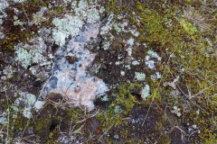 Greenland, Assaqutaq - Lichen