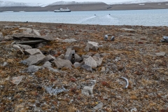 Nunavut, Port Leopold - Thule House Remains - Ocean Endeavour & Zodiacs