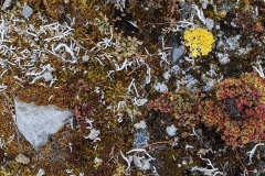 Nunavut, Port Leopold - Colourful grond cover